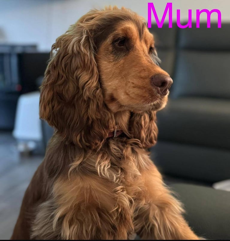 Superb show type cocker spaniel puppies 
