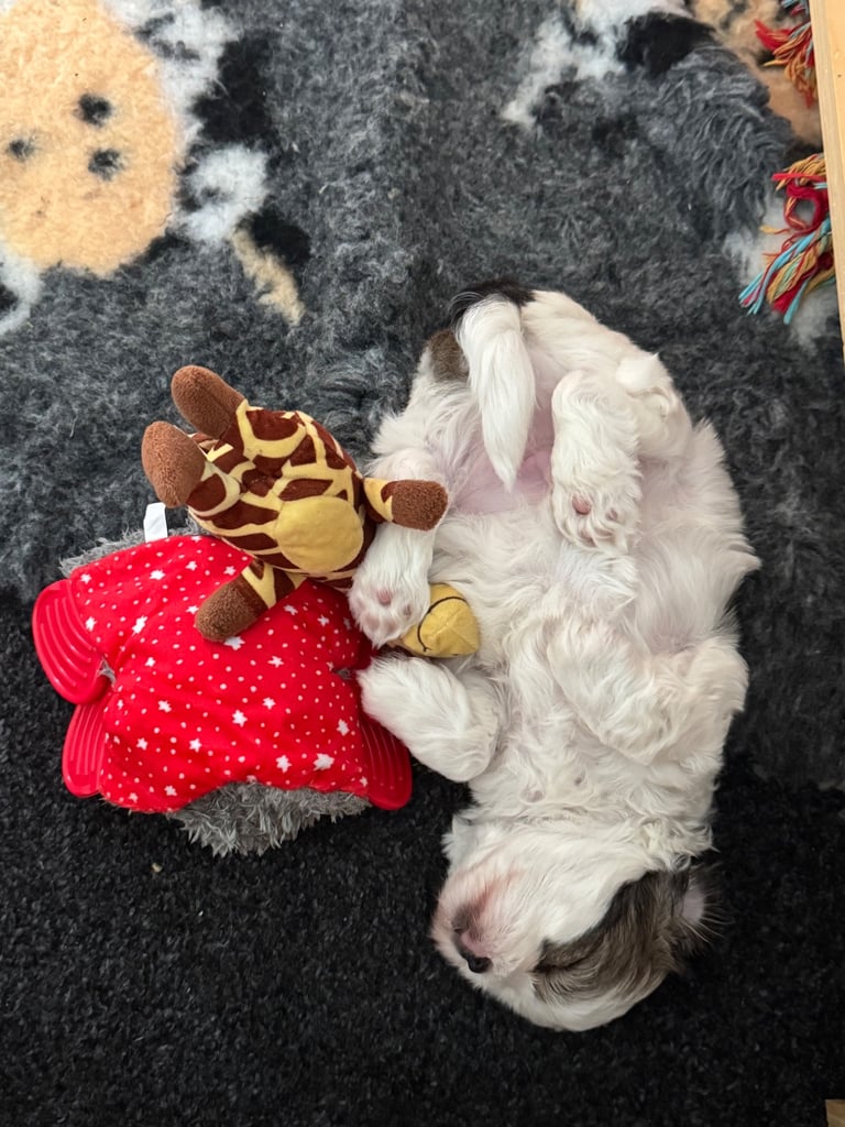 Toy Shihpoo