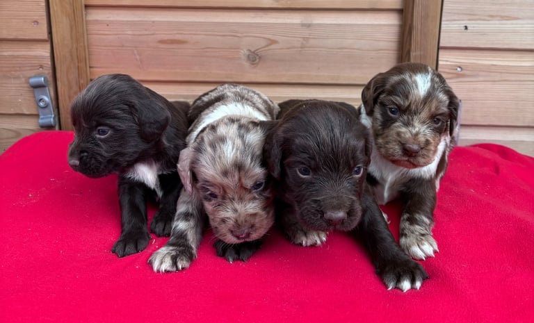 Sprocker spaniel 