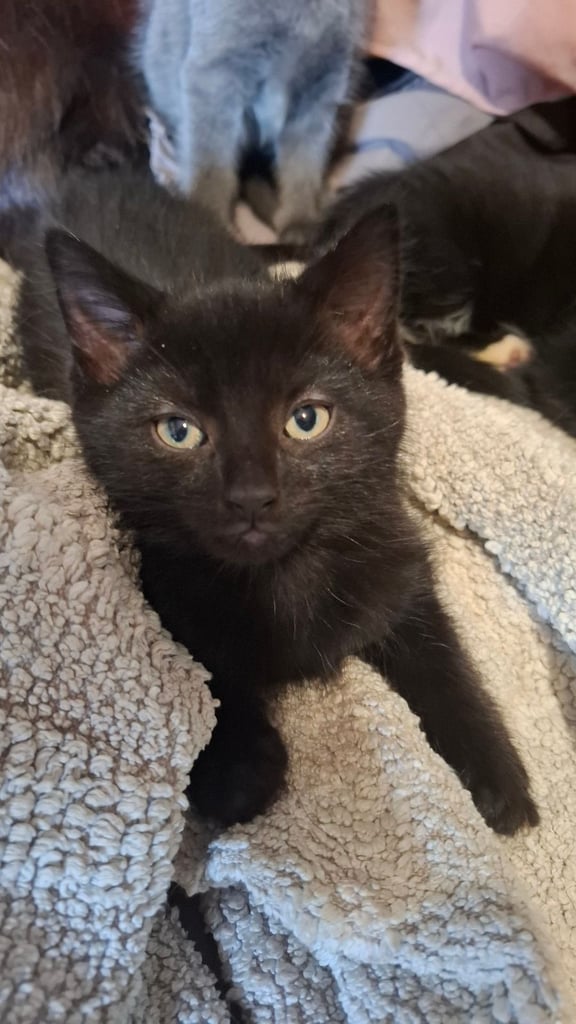 5 kittens ready to go to new homes 