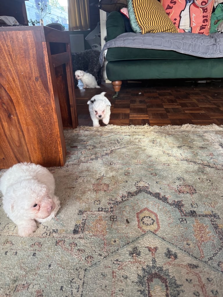 Cotton De Tulear puppies x3 looking for their forever homes