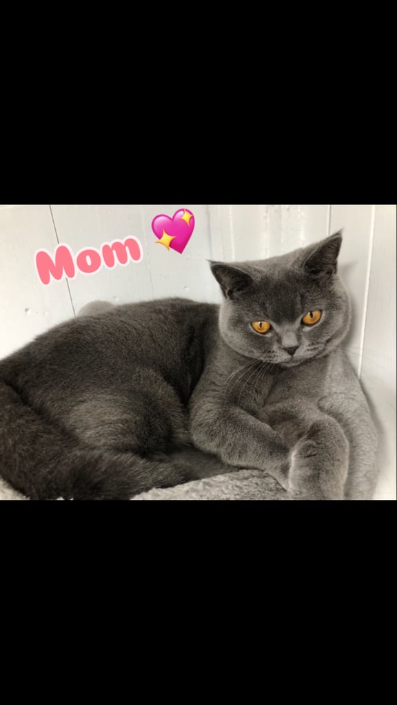 GCCF Active British shorthair kittens for sale