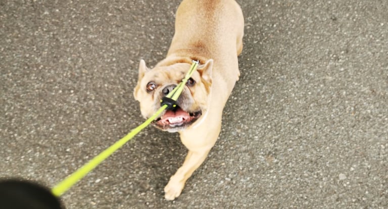 French Bulldog