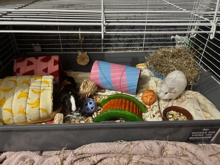 2 guinea pigs cage, food and toys. Open to offers 