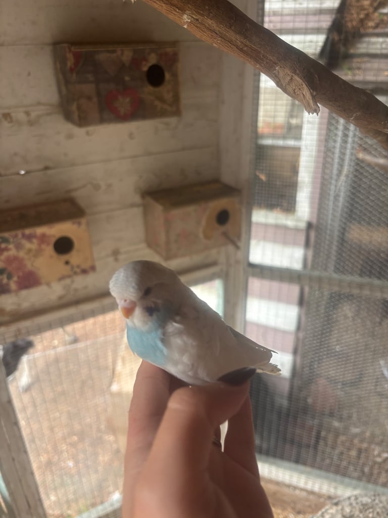Baby budgies 