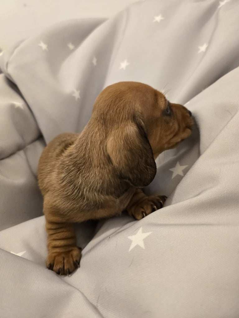 Miniature dachshund puppies