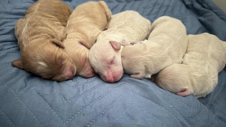 Labradoodle puppies 2 boys 3 girls 