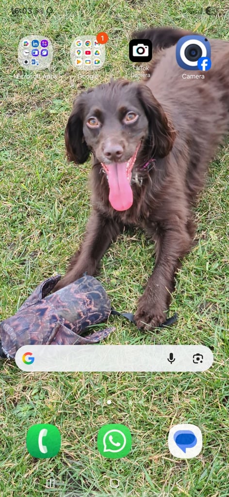 Cocker spaniel puppies 