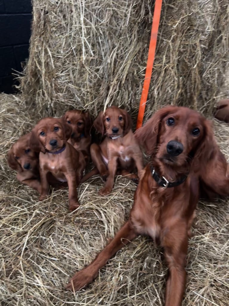 IKC Irish Red Setter puppies 