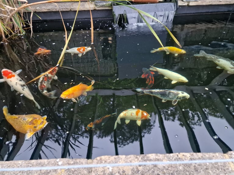 Koi