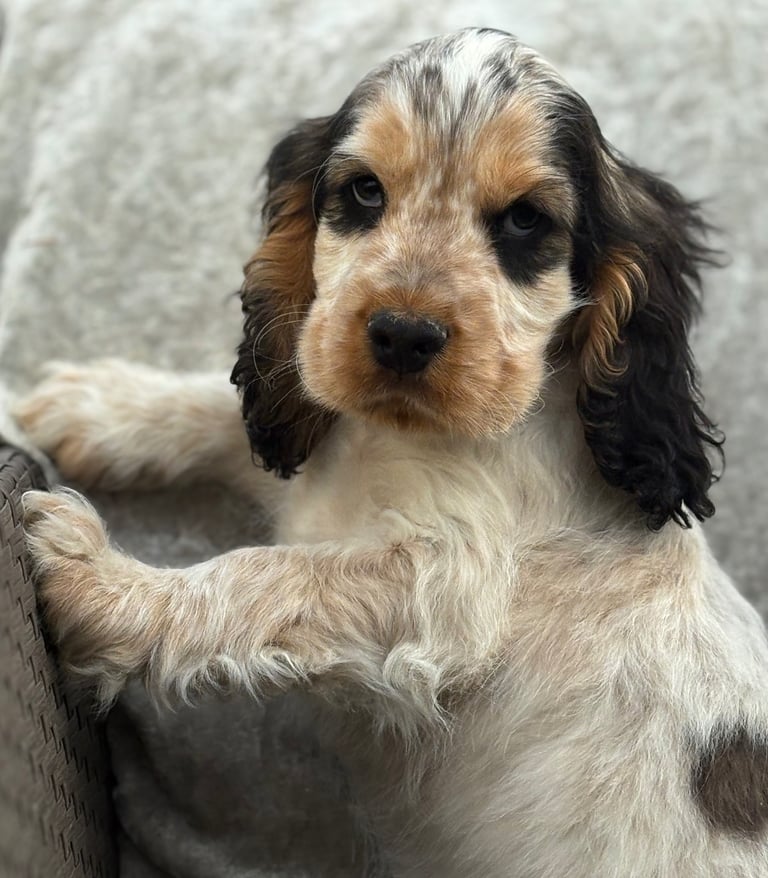 Show cocker spaniels