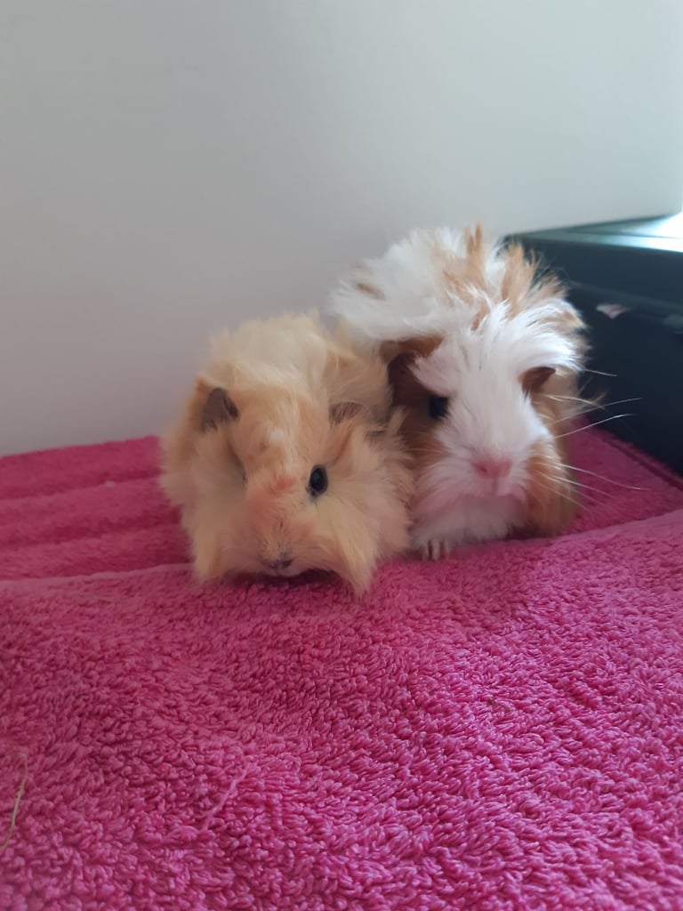 image for Funky female baby guineapigs 