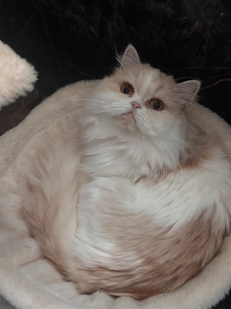 Beautiful girl. FREE