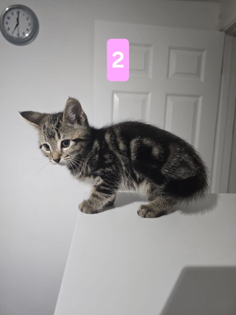 Kittens