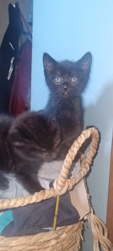 4 beautiful black kittens