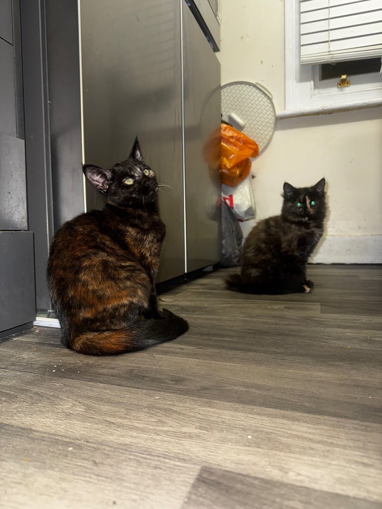 image for male and female tortoise shell kittens 