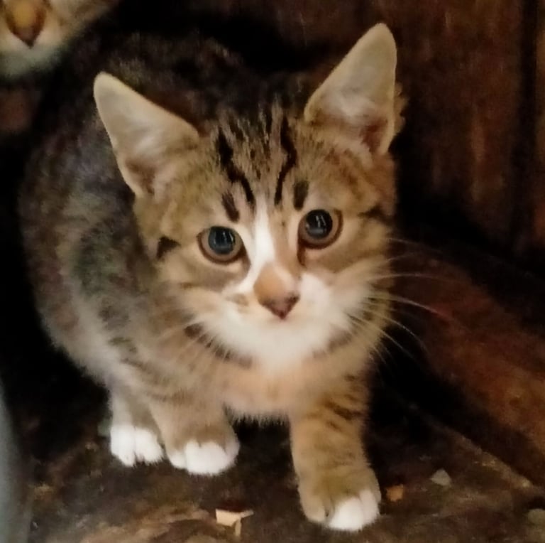 Kittens for sale 