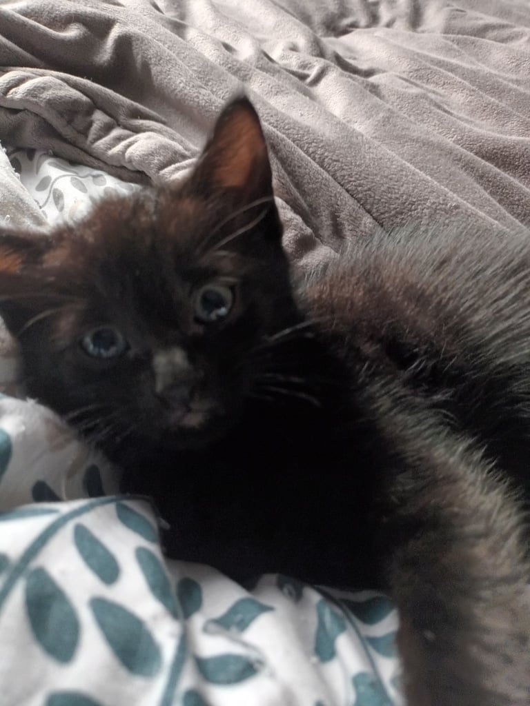 2 gwjus kittens 