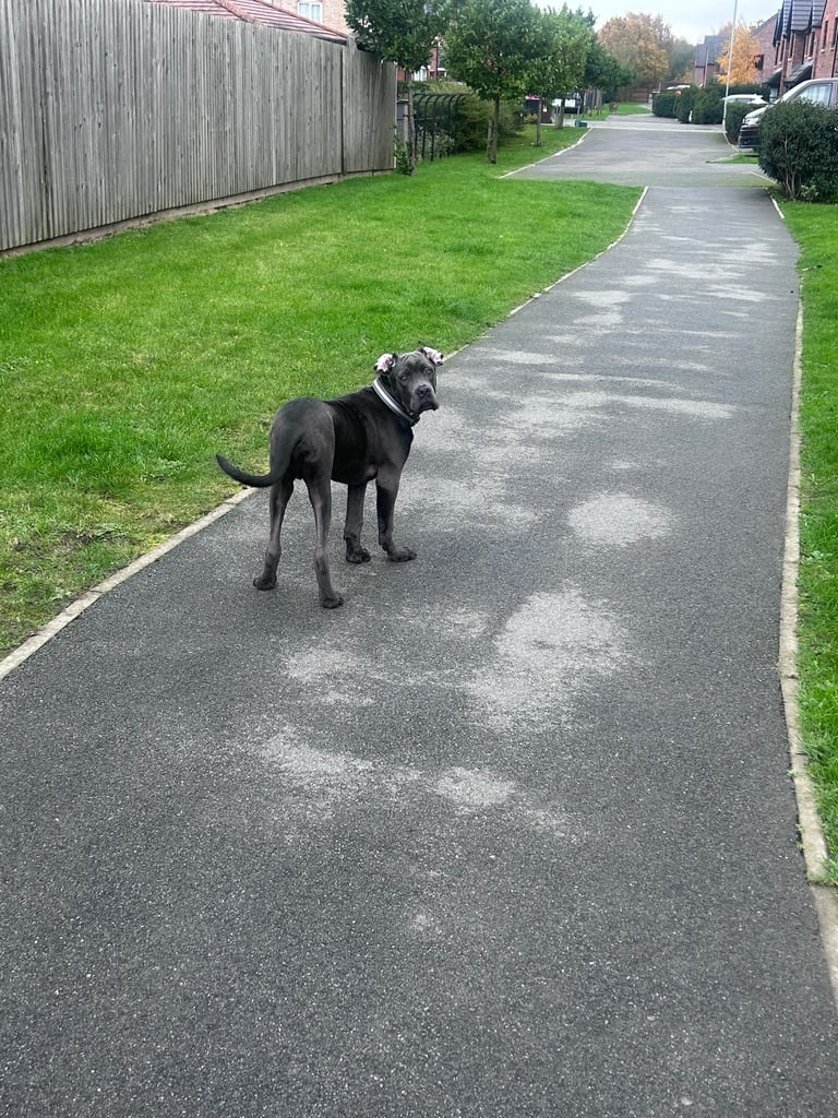 6 months old cane corso 