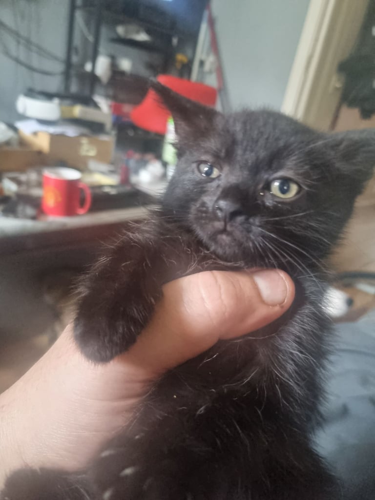 Black Kitten 12 weeks