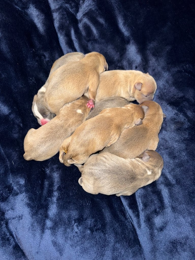 Staffordshire Bull Terrier Puppies