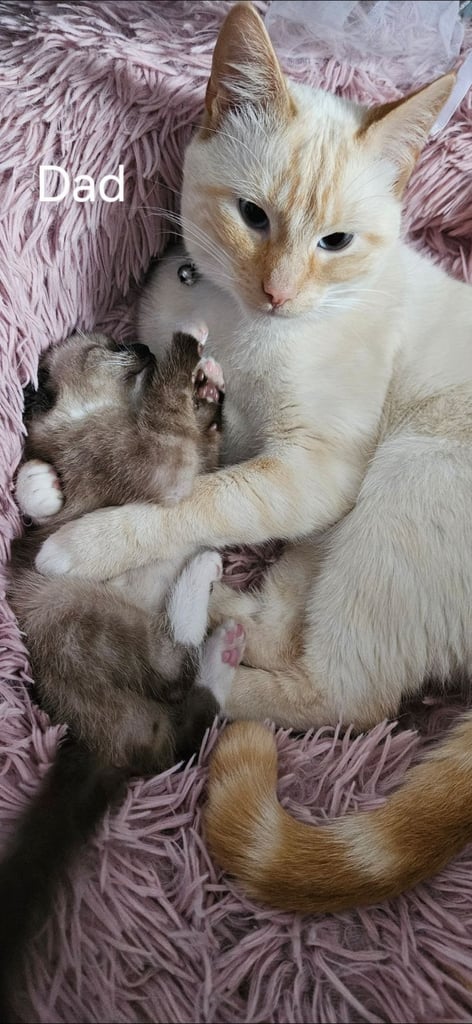 Stunning blue eyed, part pedigree kittens