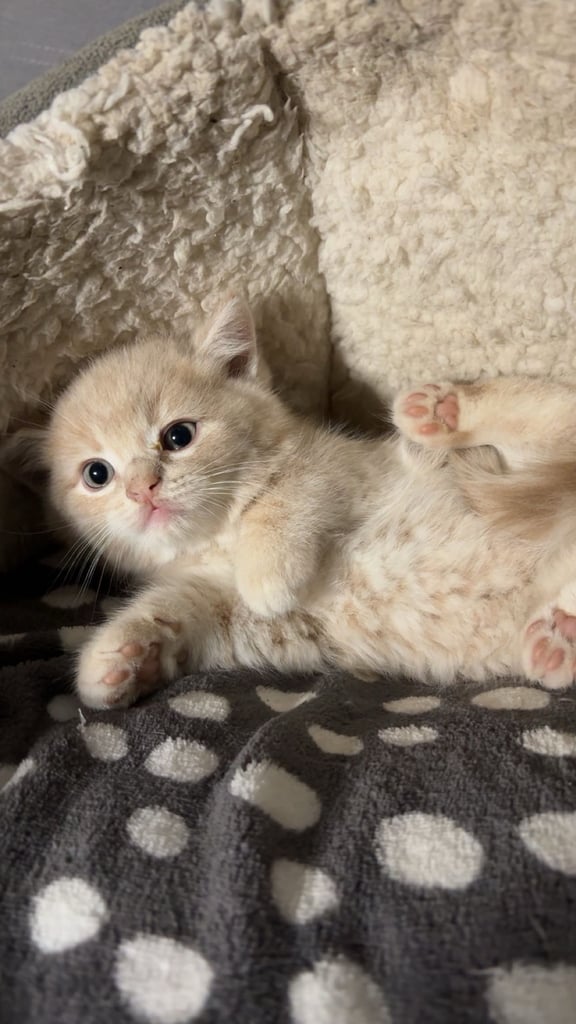 ✨ Beautiful 8 weeks old British shorthair x Russian Blue kitten READY FOR NEW HOME! 🏡