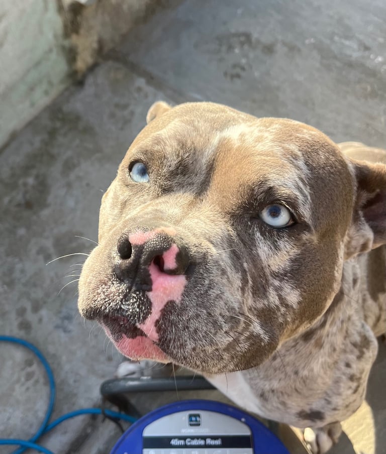  💛Stunning mixed bully breed Looking for Her Forever Home 💛