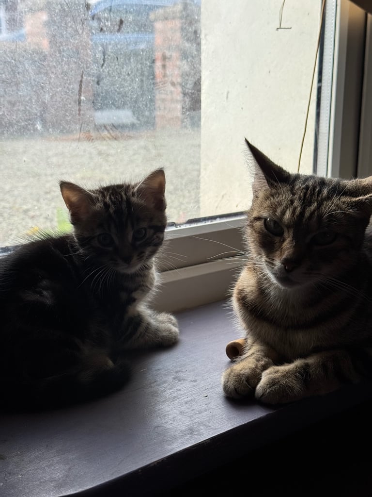 Tortoiseshell Kittens (Boys) Ready for new Homes