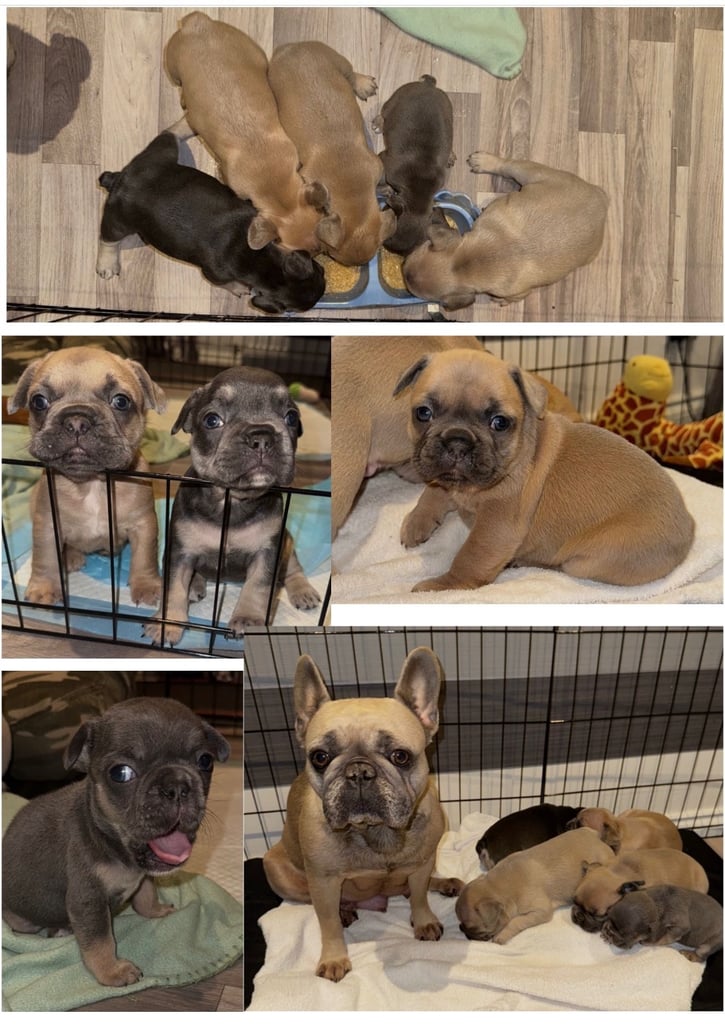 image for French Bulldog Puppies KC Reg