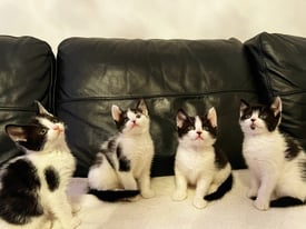 Kittens - sold