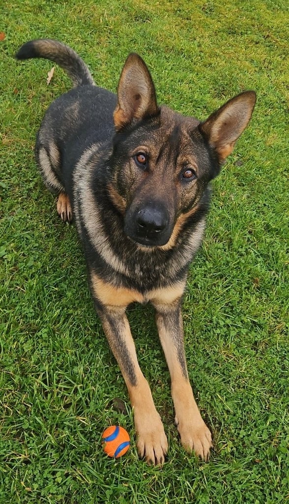 German Shepherd Puppies (Working Line)