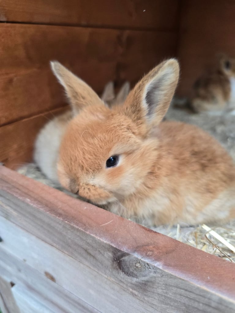 Baby Rabbits Available from 17th Nov 