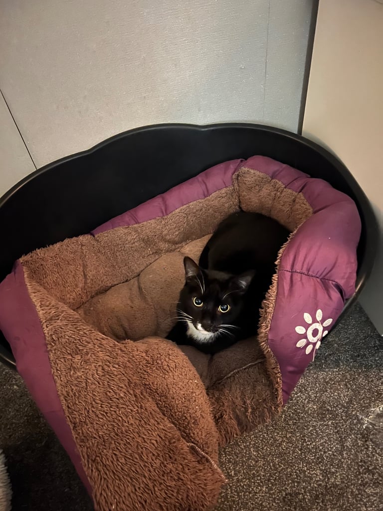 3yr old ‘Ross’ cat for rehoming 