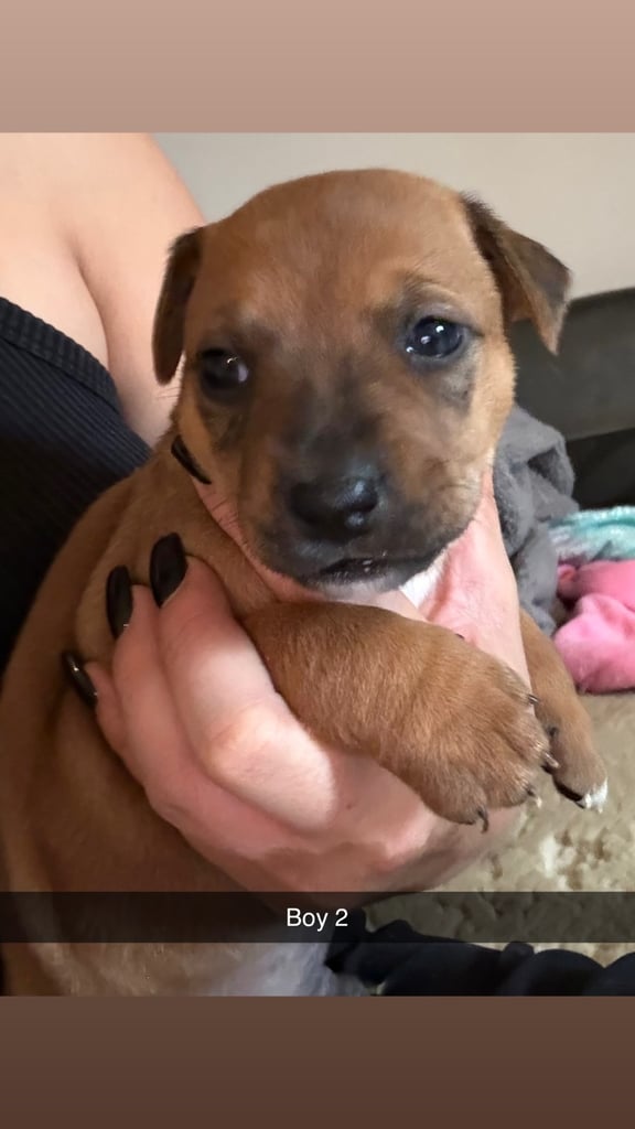 Saluki cross Rottweiler puppies 