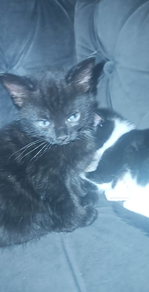 Black kittens for sale 