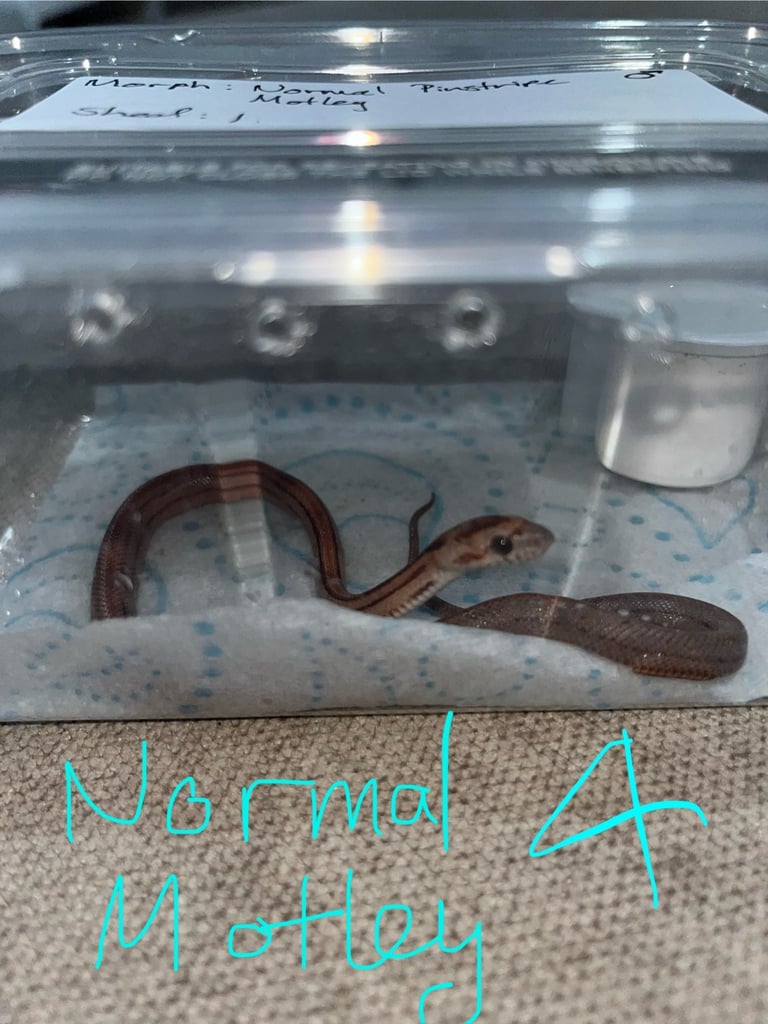 image for Corn Snake Hatchlings