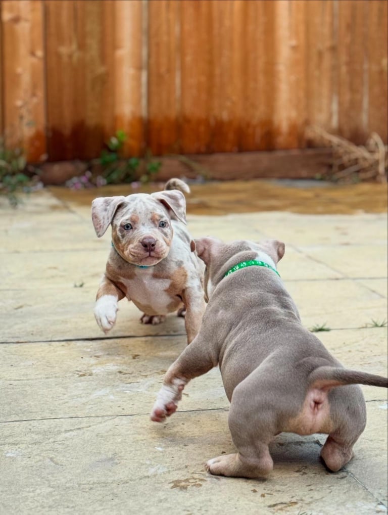 LAST FEMALE MERLE POCKET BULLY AVAILABLE‼️‼️