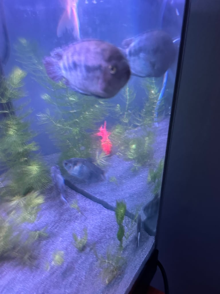 4 rainbow cichlids and least one breeding pair 