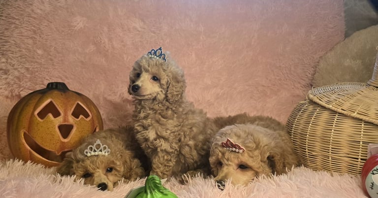 image for Adorable Cockapoo Puppies 