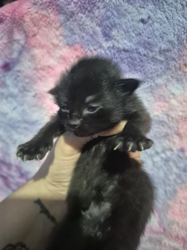 Gorgous kittens long & short haired