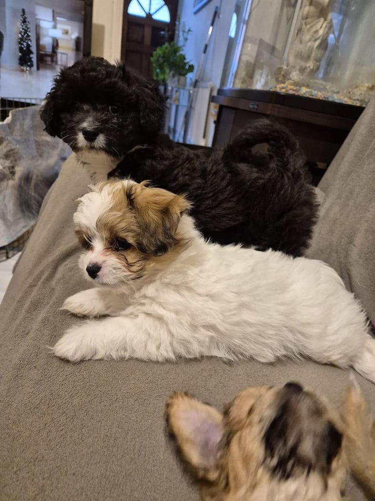 mix breed puppy (dog)
