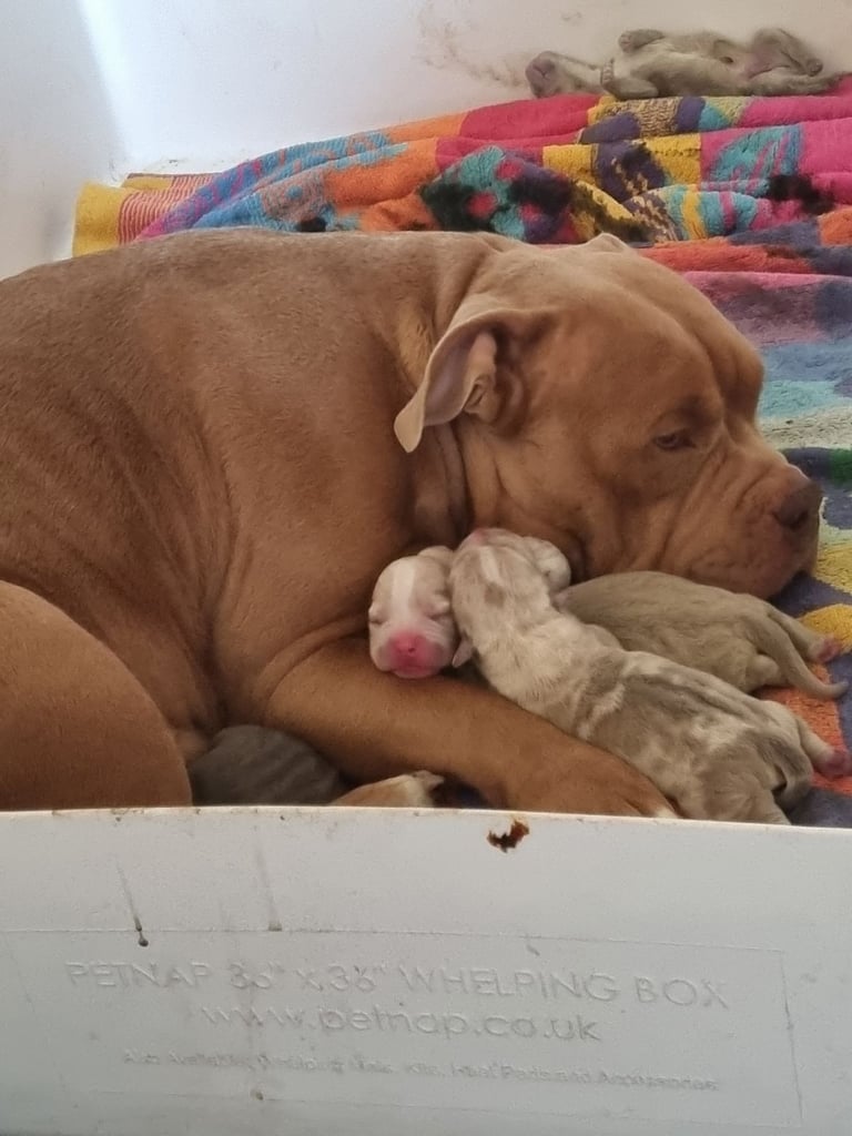 Pocketbully puppies 