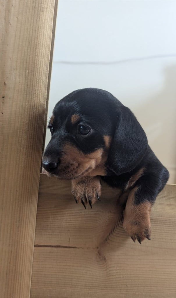 Black and tan  mini dachshund 