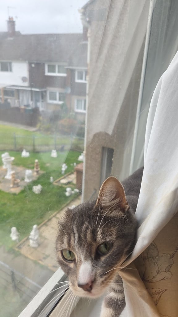 2 brothers looking for a new home