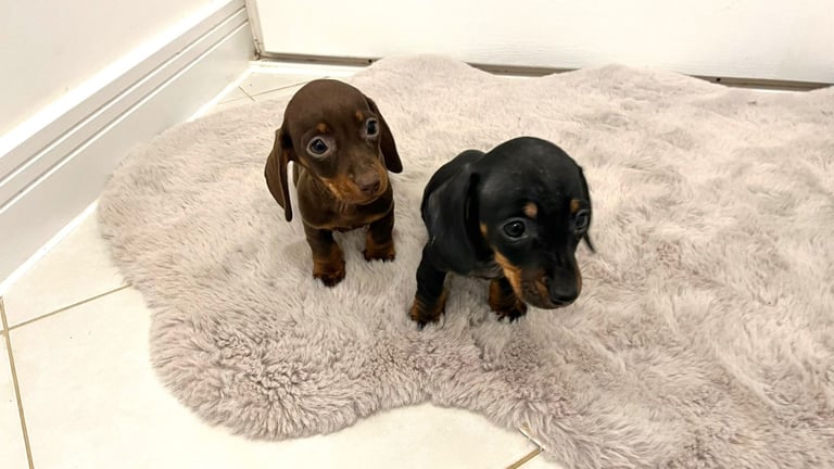 2 Miniature Dachshund Girl Puppies