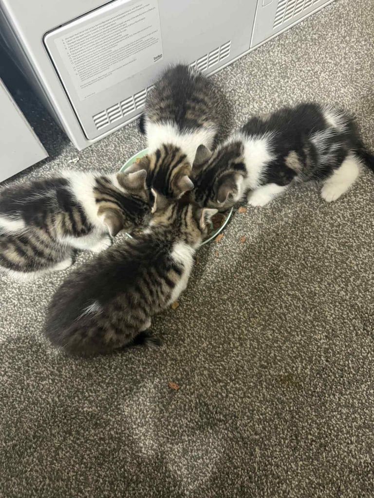 Tabby kitten for sale 