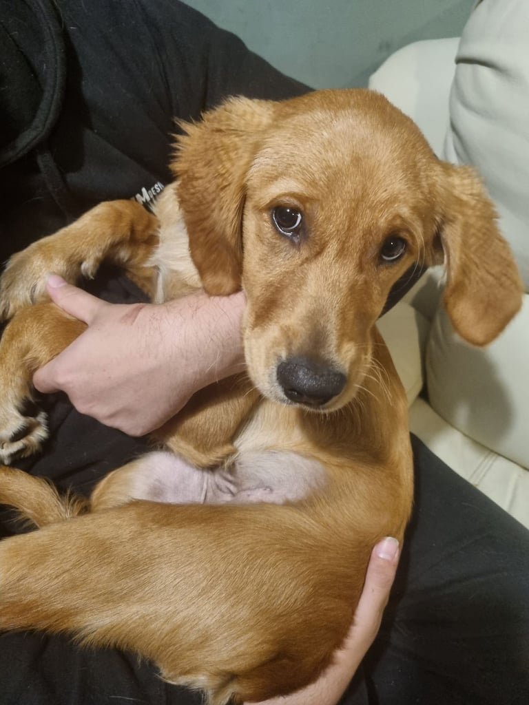 5 month old female golden retriever puppy