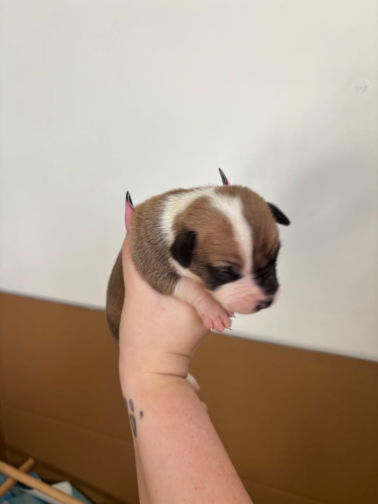 Bull-Herder for sale | 6 boys | 4 Girls