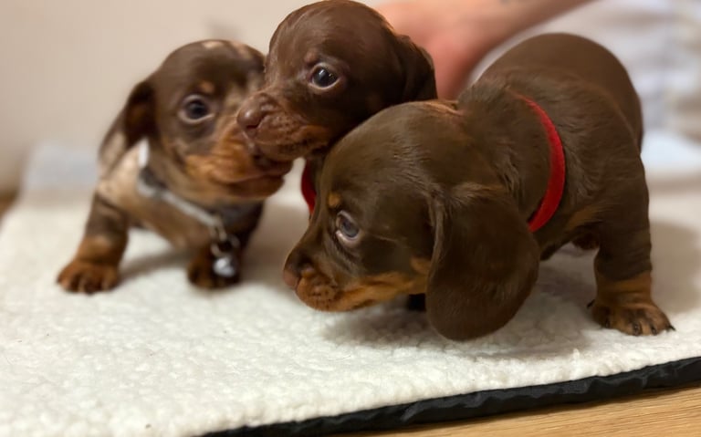 Miniature Dachshund Puppies 